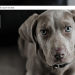 Speed Dial Dogs For Google Chrome